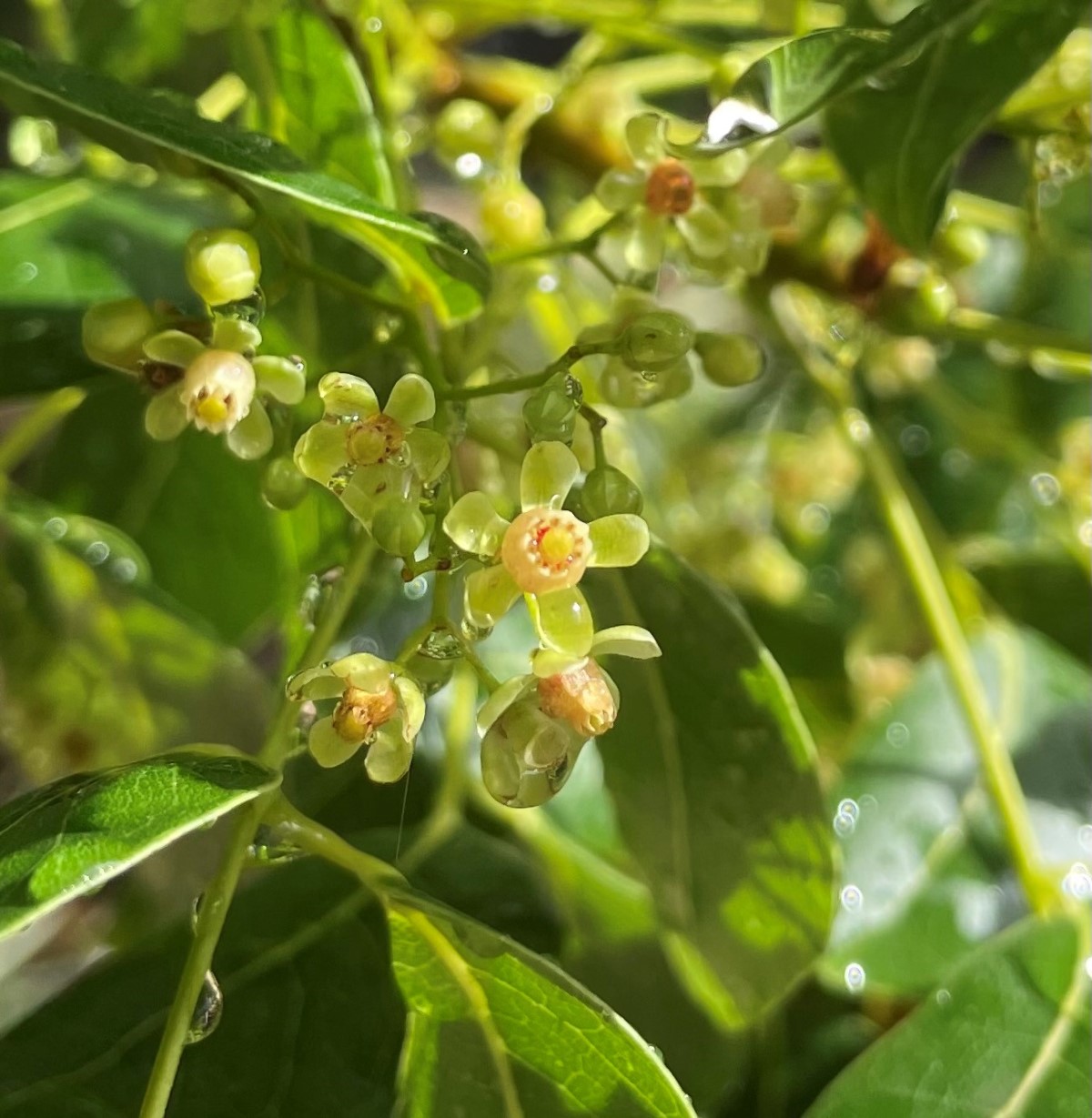 Image of a Mahogany tree flower as part of the national tree planting (NTP) initiative in the Cayman Islands led by the Cayman Islands Government under the ministry of sustainability climate resiliency and wellness.